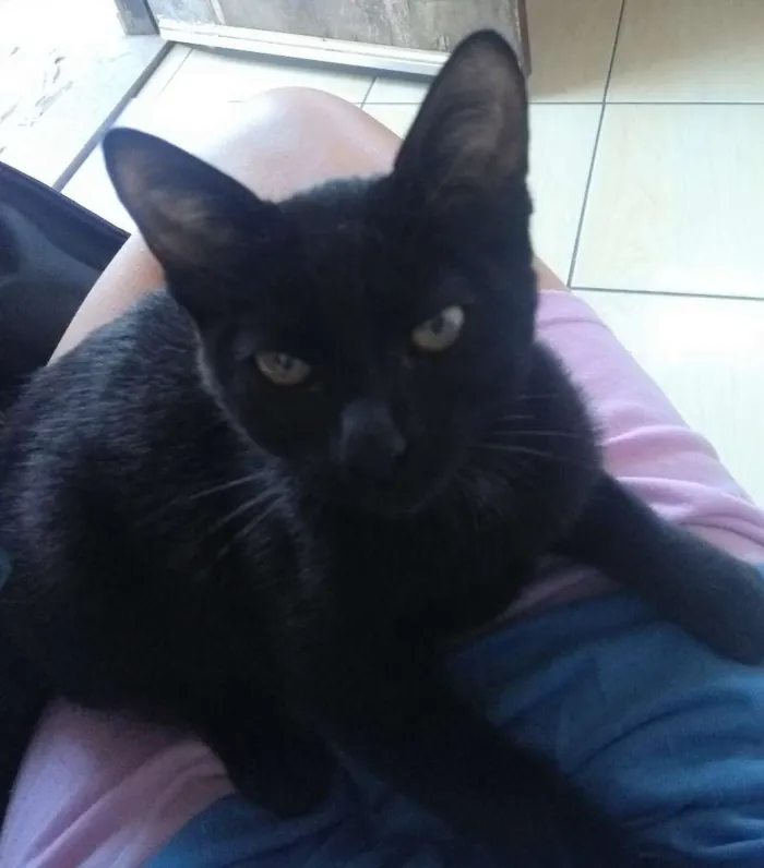 Gato ra a Gato idade 2 a 6 meses nome Princesa