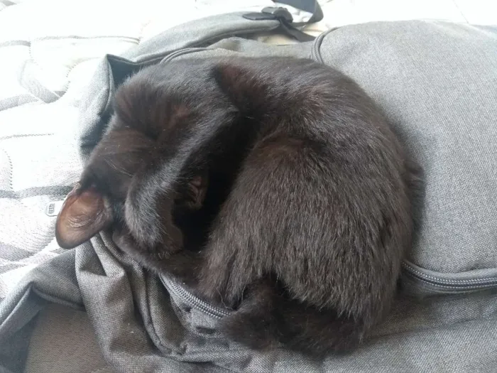 Gato ra a Gato idade 2 a 6 meses nome Princesa