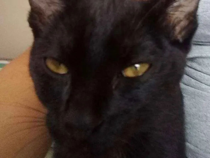 Gato ra a Gato idade 2 a 6 meses nome Princesa