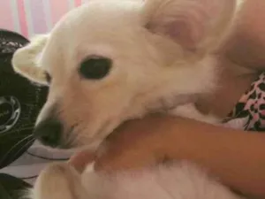 Cachorro raça Srd idade 4 anos nome Rubi