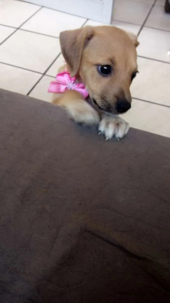 Cachorro raça SRD idade Abaixo de 2 meses nome Minnie
