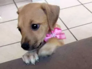 Cachorro raça SRD idade Abaixo de 2 meses nome Minnie