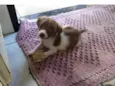 Minie