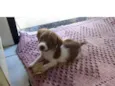 Minie