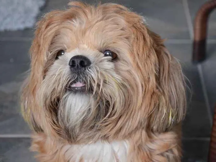 Cachorro ra a Shitzu idade 2 anos nome Guga