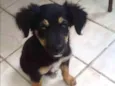 Cachorro raça Nao sei idade 2 a 6 meses nome Pitoco e pretinha