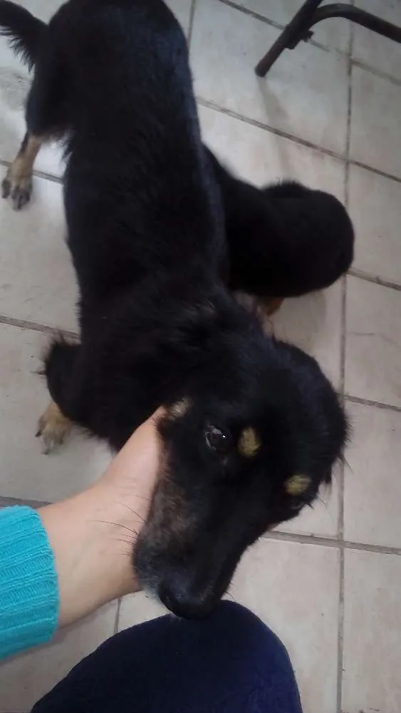 Cachorro raça Nao sei idade 2 a 6 meses nome Pitoco e pretinha