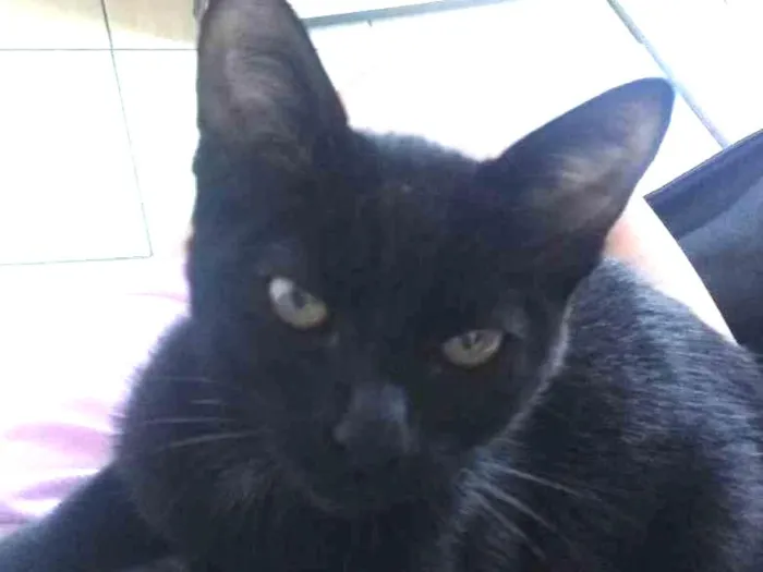 Gato ra a Gato idade 2 a 6 meses nome Princesa