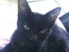Gato raça Gato idade 2 a 6 meses nome Princesa