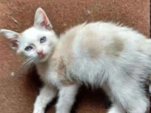 Gato raça SRD idade 2 a 6 meses nome Tuka