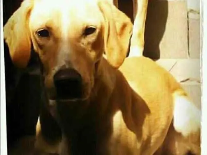 Cachorro ra a Cruza com Labrador  idade 5 anos nome Marley