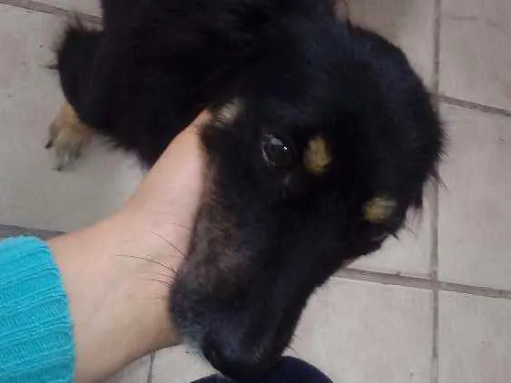Cachorro raça Nao sei idade 2 a 6 meses nome Pitoco e pretinha
