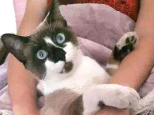 Gato raça nd idade 2 anos nome Teo e Max