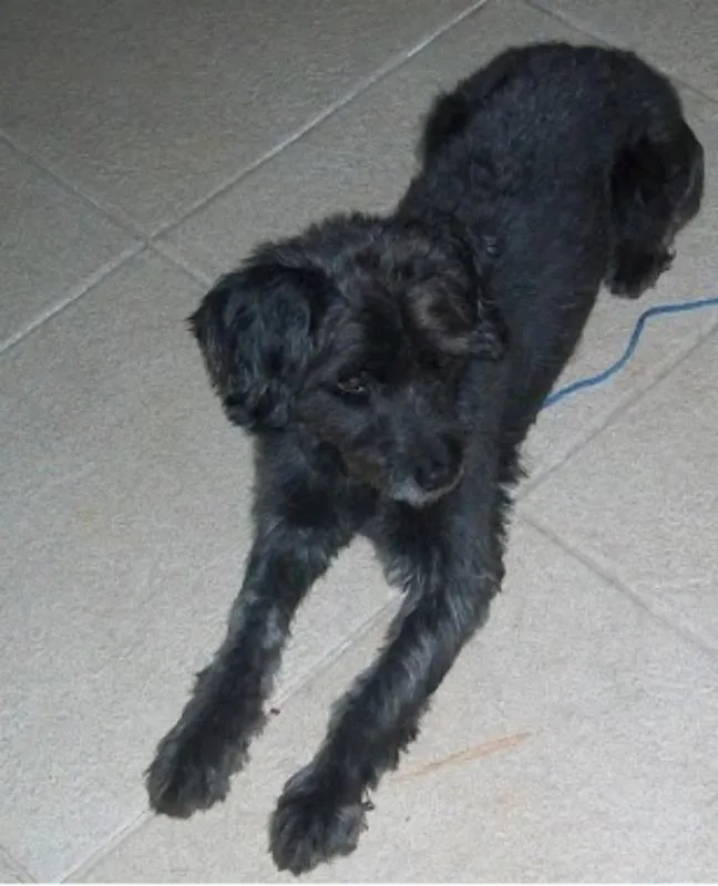 Cachorro ra a mistura poodle  idade 6 ou mais anos nome Rick