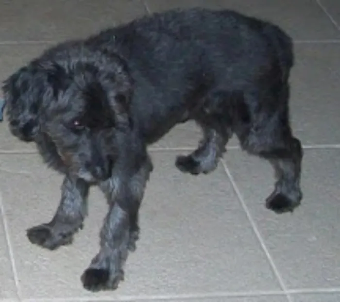 Cachorro ra a mistura poodle  idade 6 ou mais anos nome Rick