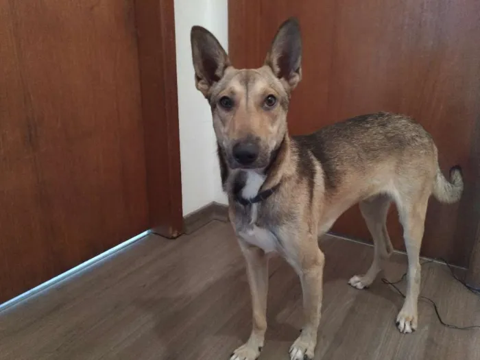 Cachorro raça SRD idade 1 ano nome Chico