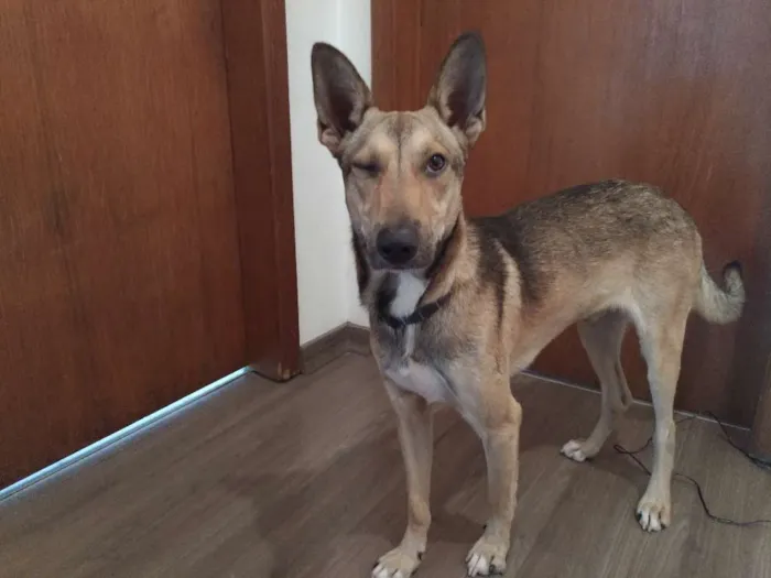 Cachorro raça SRD idade 1 ano nome Chico