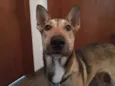 Chico
