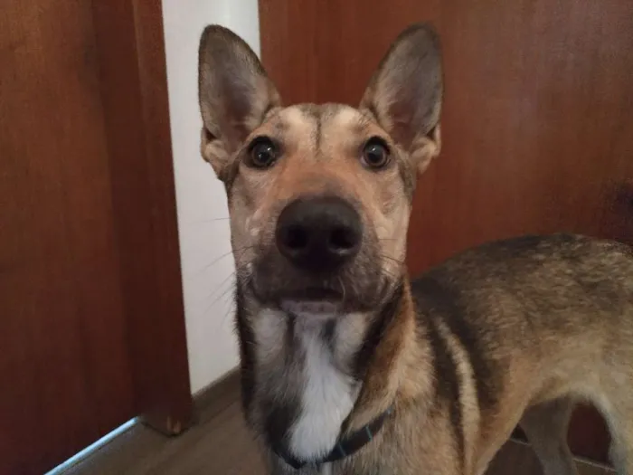 Cachorro raça SRD idade 1 ano nome Chico