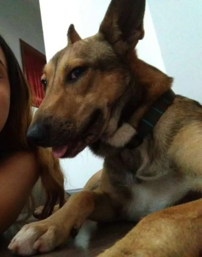 Cachorro raça SRD idade 1 ano nome Chico