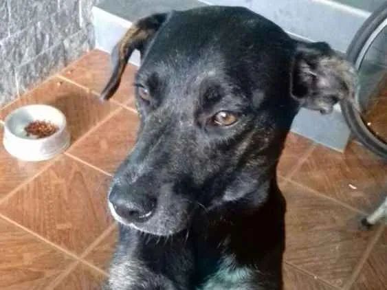 Cachorro ra a Srd idade 1 ano nome Atena