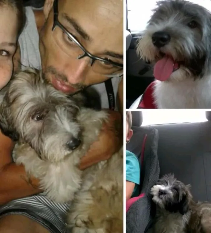 Cachorro ra a sem raça idade 3 anos nome Mel 