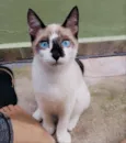 Milu