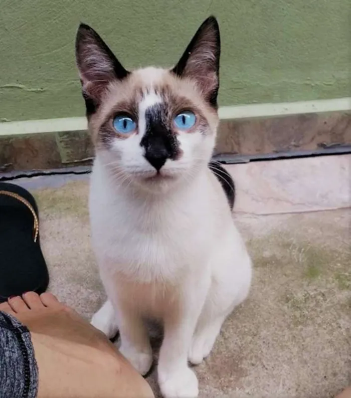 Gato ra a SRD idade 2 a 6 meses nome Milu