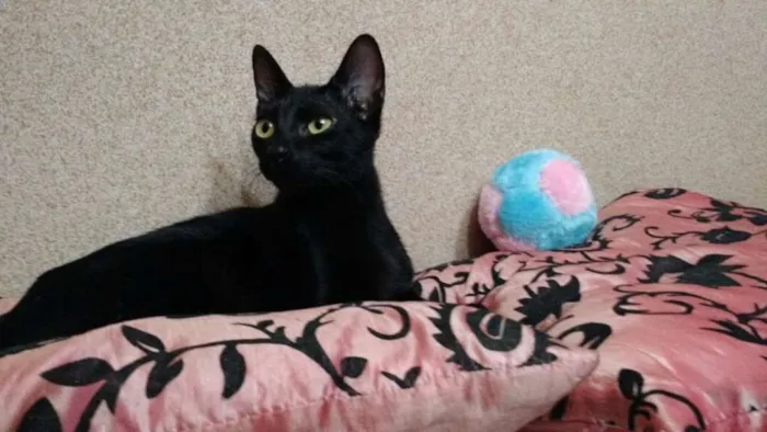 Gato ra a SRD idade 2 a 6 meses nome Veludo