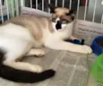 Milu