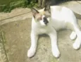 Milu