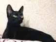 Veludo
