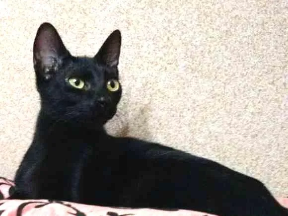 Gato ra a SRD idade 2 a 6 meses nome Veludo