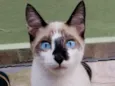 Milu