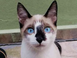 Gato raça SRD idade 2 a 6 meses nome Milu