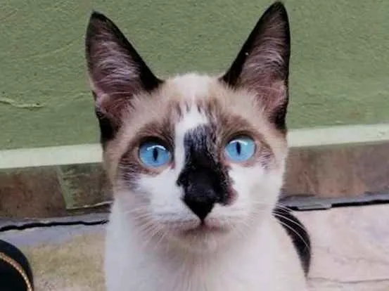 Gato ra a SRD idade 2 a 6 meses nome Milu