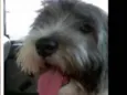 Mel 