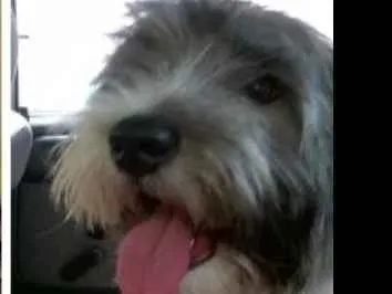 Cachorro ra a sem raça idade 3 anos nome Mel 