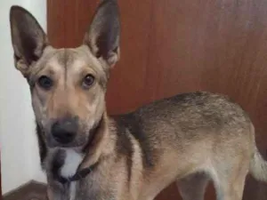 Cachorro raça SRD idade 1 ano nome Chico