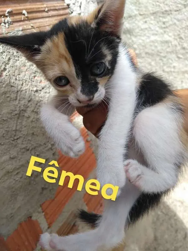 Gato raça pé duro idade Abaixo de 2 meses nome Nina