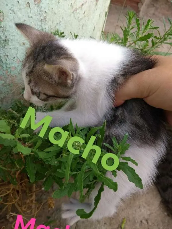 Gato raça pé duro idade Abaixo de 2 meses nome Nina