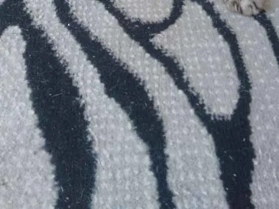 Gato ra a Siames idade 4 anos nome Fio