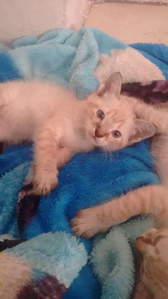 Gato ra a Siames idade 2 a 6 meses nome Sem nome
