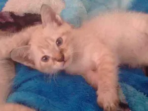 Gato raça Siames idade 2 a 6 meses nome Sem nome