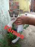 aninha