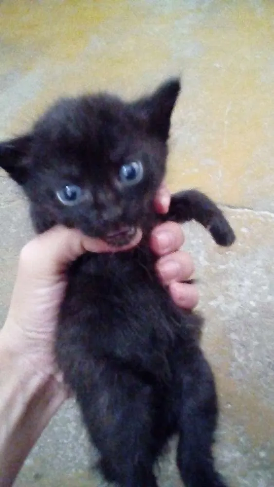 Gato ra a Srm raça definida  idade Abaixo de 2 meses nome Jubilinhos 