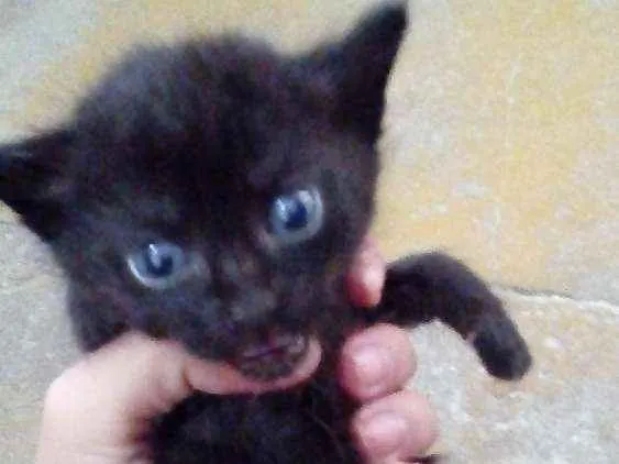 Gato ra a Srm raça definida  idade Abaixo de 2 meses nome Jubilinhos 