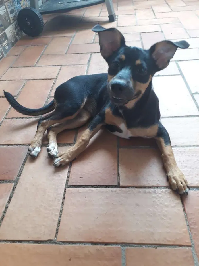 Cachorro ra a Indefinida idade 2 a 6 meses nome Esmeralda