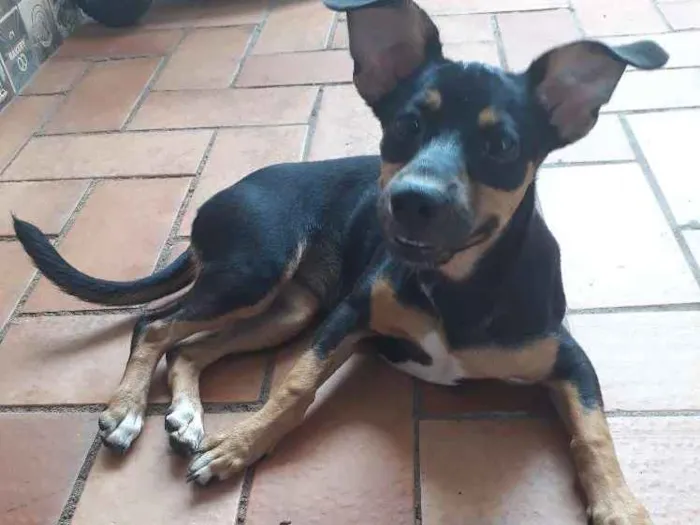 Cachorro ra a Indefinida idade 2 a 6 meses nome Esmeralda