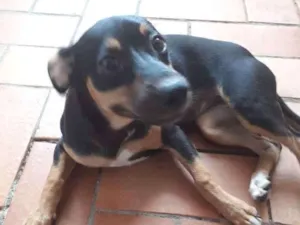 Cachorro raça Indefinida idade 2 a 6 meses nome Esmeralda